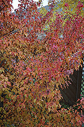 Embers Amur Maple (Acer ginnala 'Embers') at Lurvey Garden Center