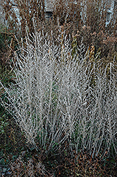 Russian Sage (Perovskia atriplicifolia) at Lurvey Garden Center