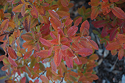 Rainbow Pillar Serviceberry (Amelanchier canadensis 'Glennform') at Lurvey Garden Center