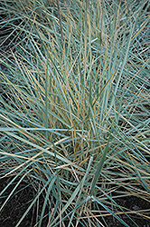 Blue Dune Lyme Grass (Leymus arenarius 'Blue Dune') at Lurvey Garden Center