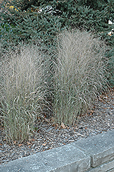 Shenandoah Reed Switch Grass (Panicum virgatum 'Shenandoah') at Lurvey Garden Center