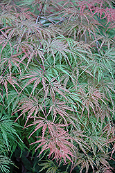 Cutleaf Japanese Maple (Acer palmatum 'Asplenifolium') at Lurvey Garden Center