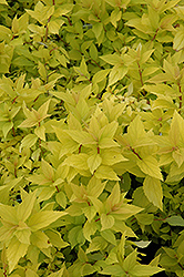 Goldmound Spirea (Spiraea japonica 'Goldmound') at Lurvey Garden Center