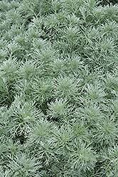 Silver Mound Artemisia (Artemisia schmidtiana 'Silver Mound') at Lurvey Garden Center