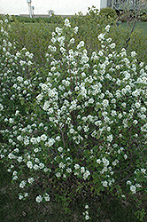 Northline Saskatoon (Amelanchier alnifolia 'Northline') at Lurvey Garden Center