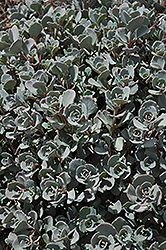 Lidakense Stonecrop (Sedum cauticola 'Lidakense') at Lurvey Garden Center