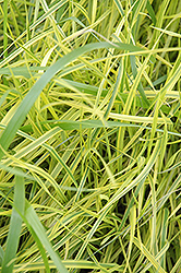 Variegated Palm Sedge (Carex muskingumensis 'Oehme') at Lurvey Garden Center