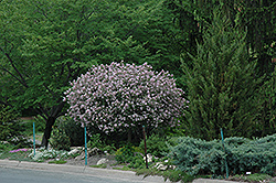 Dwarf Korean Lilac (tree form) (Syringa meyeri 'Palibin (tree form)') at Lurvey Garden Center