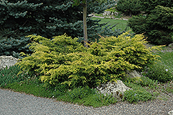 Old Gold Juniper (Juniperus x media 'Old Gold') at Lurvey Garden Center