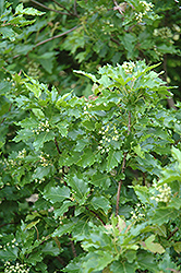 Emerald Elf Amur Maple (Acer ginnala 'Emerald Elf') at Lurvey Garden Center