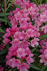 Hellikki Rhododendron (Rhododendron 'Hellikki') at Lurvey Garden Center