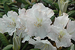 Mikkeli Rhododendron (Rhododendron 'Mikkeli') at Lurvey Garden Center