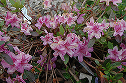 Compact Korean Azalea (Rhododendron yedoense 'Poukhanense Compacta') at Lurvey Garden Center