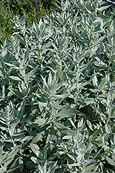 White Mugwort (Artemisia lactiflora) at Lurvey Garden Center