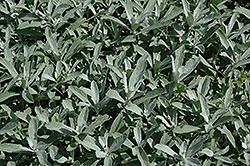Silver King Artemisia (Artemisia ludoviciana 'Silver King') at Lurvey Garden Center