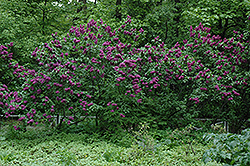 Charles Joly Lilac (Syringa vulgaris 'Charles Joly') at Lurvey Garden Center