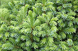 Dwarf Serbian Spruce (Picea omorika 'Nana') at Lurvey Garden Center
