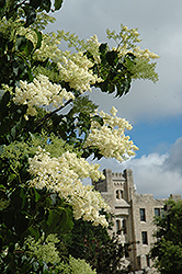 Ivory Silk Japanese Tree Lilac (Syringa reticulata 'Ivory Silk') at Lurvey Garden Center