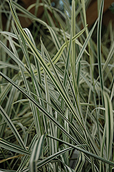 Variegated Oat Grass (Arrhenatherum elatum 'Variegatum') at Lurvey Garden Center