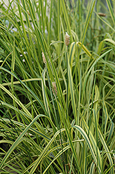 Variegated Foxtail Grass (Alopecurus pratensis 'Aureovariegatus') at Lurvey Garden Center