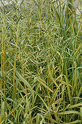 Skinner's Gold Brome Grass (Bromis inermis 'Skinner's Gold') at Lurvey Garden Center
