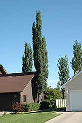 Columnar Swedish Aspen (Populus tremula 'Erecta') at Lurvey Garden Center