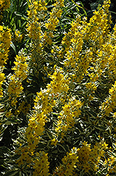 Golden Alexander Loosestrife (Lysimachia punctata 'Golden Alexander') at Lurvey Garden Center