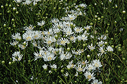 White Aster (Solidago ptarmicoides) at Lurvey Garden Center