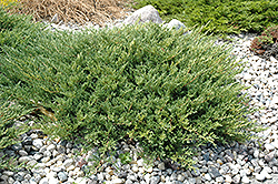 Andorra Juniper (Juniperus horizontalis 'Plumosa Compacta') at Lurvey Garden Center