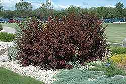 Diablo Ninebark (Physocarpus opulifolius 'Monlo') at Lurvey Garden Center