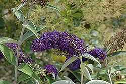 Adonis Blue Butterfly Bush (Buddleia davidii 'Adokeep') at Lurvey Garden Center