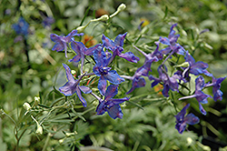 Blue Butterfly Delphinium (Delphinium grandiflorum 'Blue Butterfly') at Lurvey Garden Center