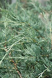 Moonglow Juniper (Juniperus scopulorum 'Moonglow') at Lurvey Garden Center