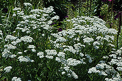 White Beauty Yarrow (Achillea millefolium 'White Beauty') at Lurvey Garden Center