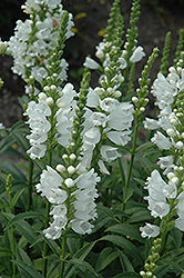 Miss Manners Obedient Plant (Physostegia virginiana 'Miss Manners') at Lurvey Garden Center