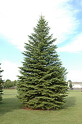 Colorado Spruce (Picea pungens) at Lurvey Garden Center