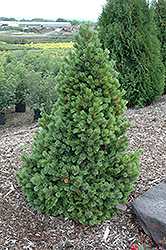 Sherwood Compact Bristlecone Pine (Pinus aristata 'Sherwood Compact') at Lurvey Garden Center