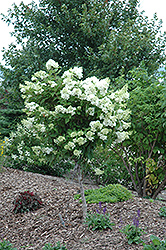 Pink Diamond Hydrangea (tree form) (Hydrangea paniculata 'Pink Diamond (tree form)') at Lurvey Garden Center