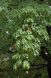 Sweet Shadow Sugar Maple (Acer saccharum 'Sweet Shadow') at Lurvey Garden Center