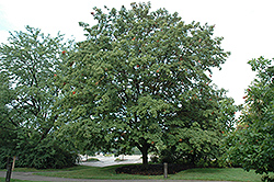 Sweet Shadow Sugar Maple (Acer saccharum 'Sweet Shadow') at Lurvey Garden Center