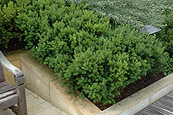 Dark Green Spreader Yew (Taxus x media 'Dark Green Spreader') at Lurvey Garden Center