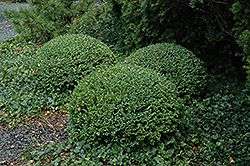 Northern Charm Boxwood (Buxus 'Wilson') at Lurvey Garden Center