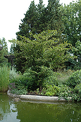 Japanese Hornbeam (Carpinus japonica) at Lurvey Garden Center