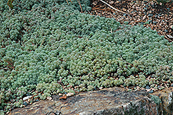 Spanish Stonecrop (Sedum hispanicum) at Lurvey Garden Center