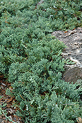 Blue Rug Juniper (Juniperus horizontalis 'Wiltonii') at Lurvey Garden Center