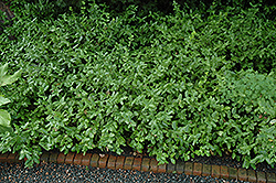 Sarcoxie Wintercreeper (Euonymus fortunei 'Sarcoxie') at Lurvey Garden Center