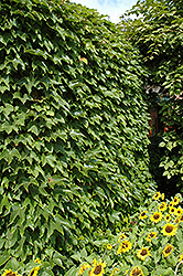 Boston Ivy (Parthenocissus tricuspidata) at Lurvey Garden Center