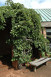 Geneva Hardy Kiwi (Actinidia arguta 'Geneva') at Lurvey Garden Center
