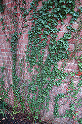 Low's Boston Ivy (Parthenocissus tricuspidata 'Lowii') at Lurvey Garden Center