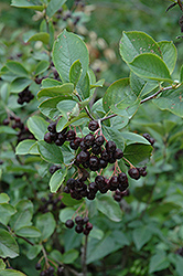 Black Chokeberry (Aronia melanocarpa var. elata) at Lurvey Garden Center